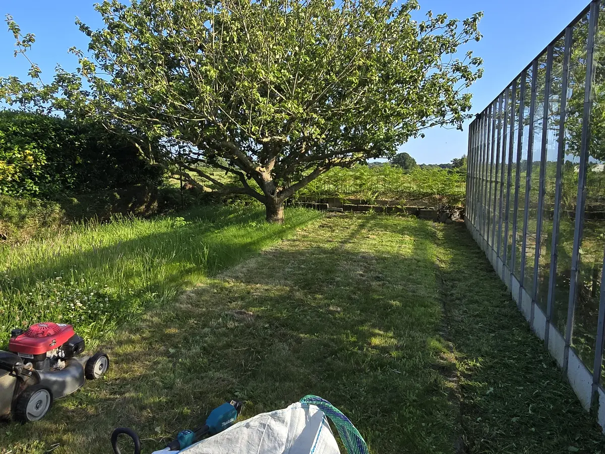 Landscaping project with lawn care and mature tree in Guernsey