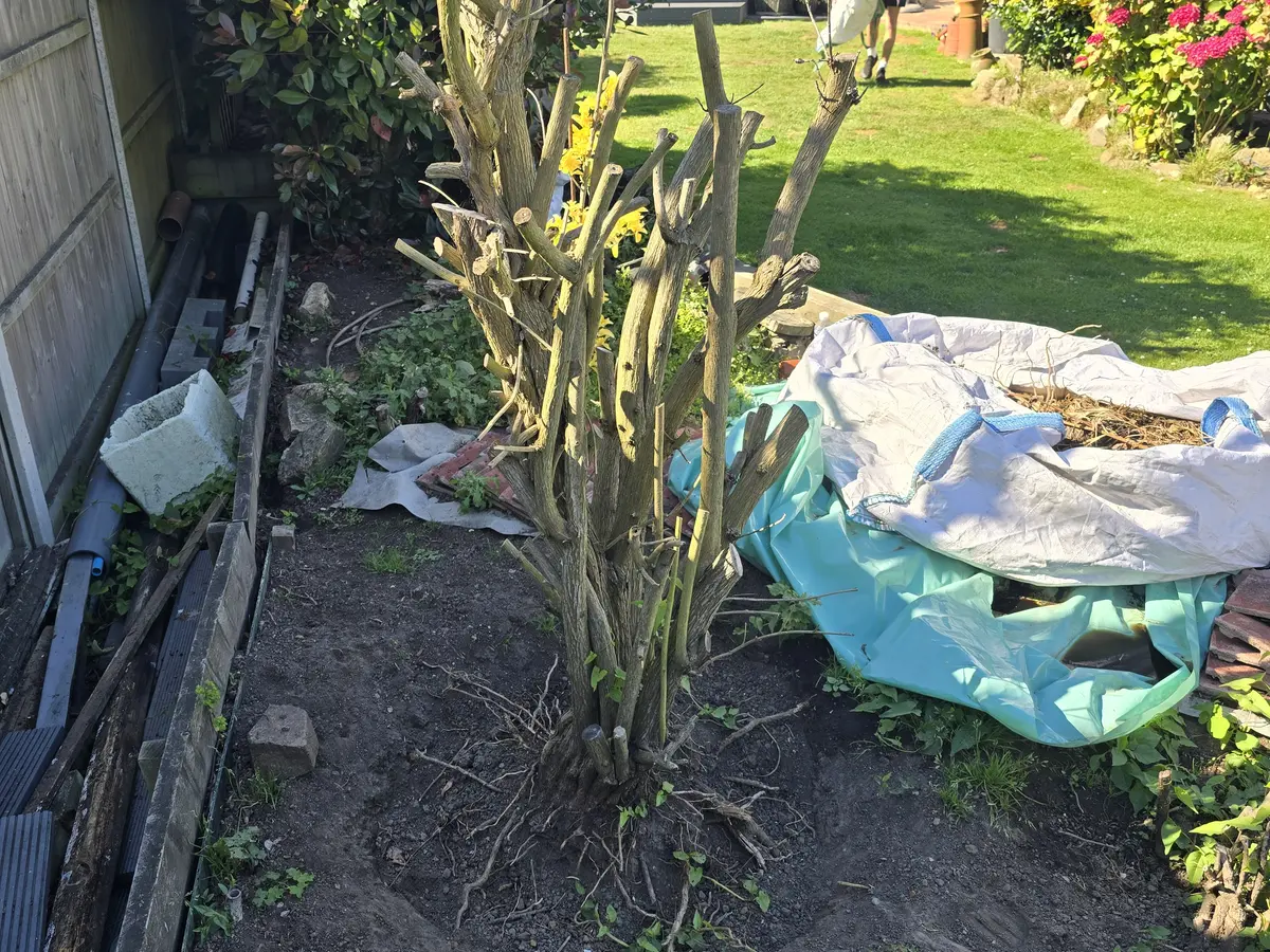 Tree pruning and garden maintenance in a Guernsey garden